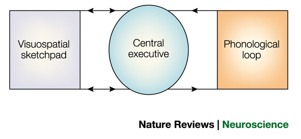 Working Memory Inner Drive working-memory – lifehack.bg